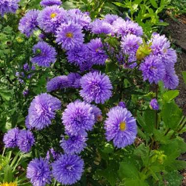 Aster