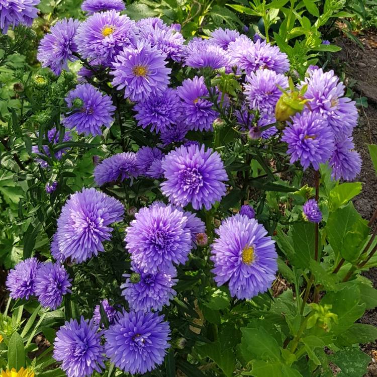 plant image 1396135