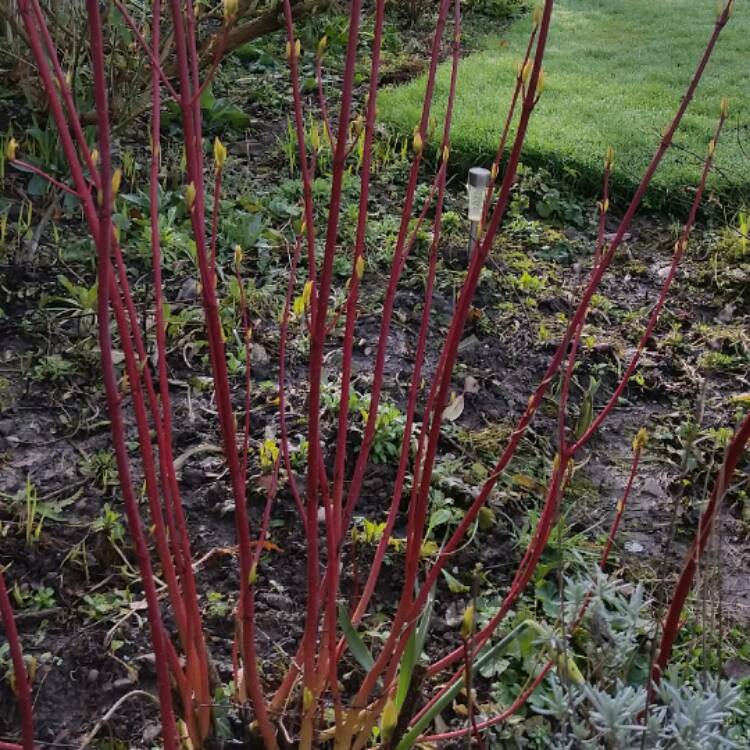 Plant image Cornus alba 'Sibirica Variegata'