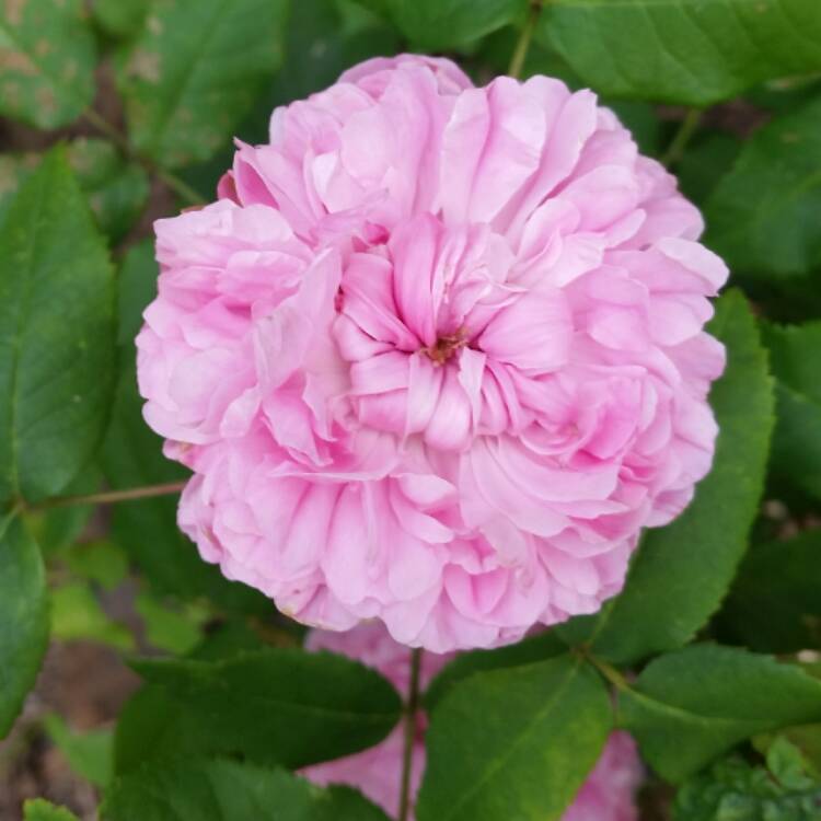 Plant image Rosa 'Marchesa Boccella' syn. Rosa 'Jacques Cartier', Rosa 'Marquise Boccella'