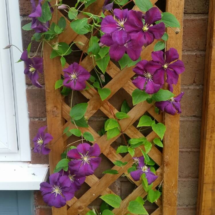 plant image 492616