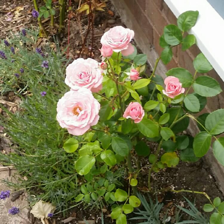 Plant image Rosa 'Sexy Rexy' syn. Rosa 'Macrexy'