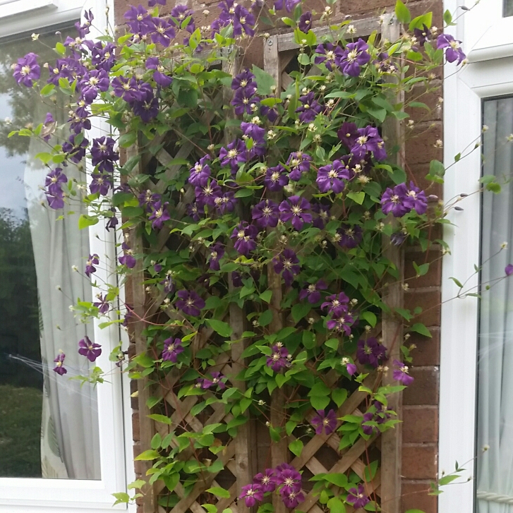 plant image 895954