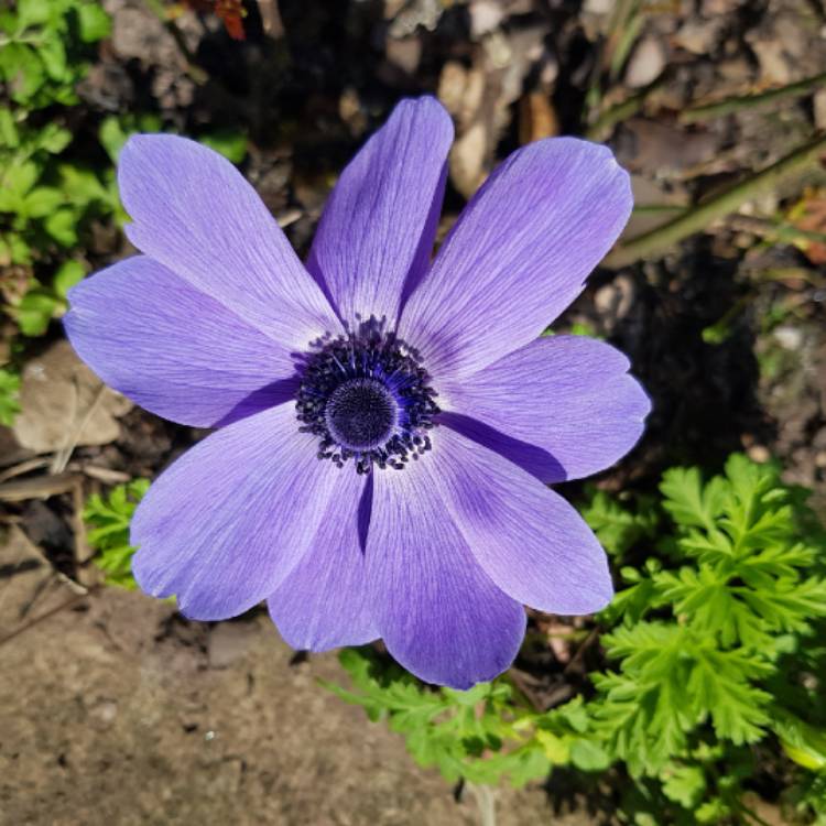Plant image Anemone coronaria 'St Brigid' (Mix)