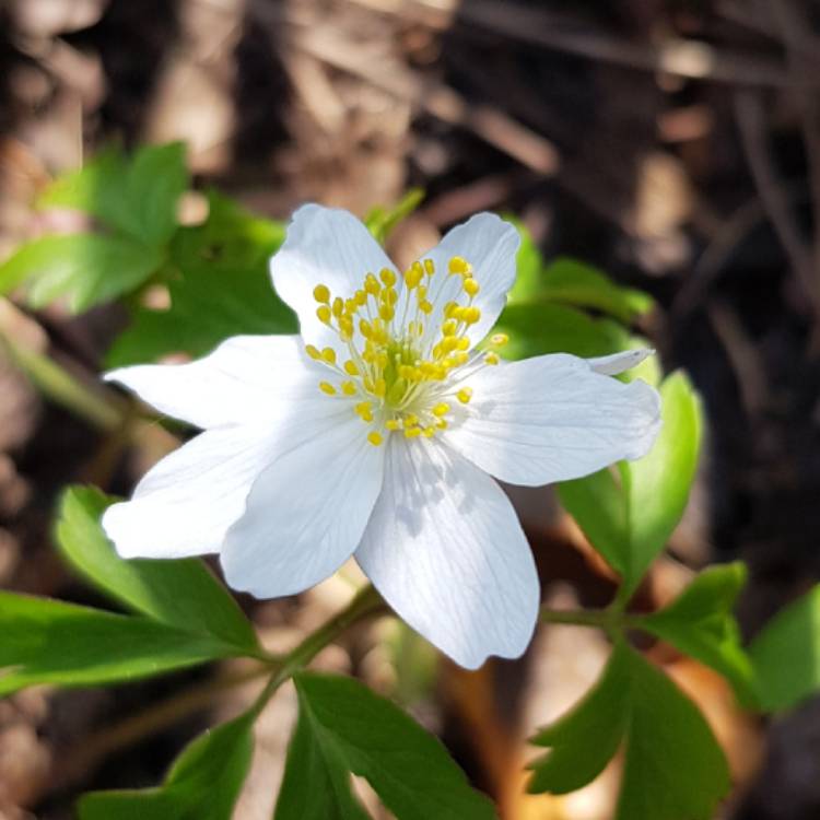 Plant image Anemone nemorosa