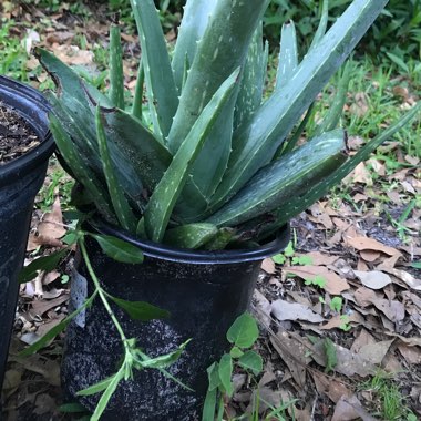 Aloe Vera