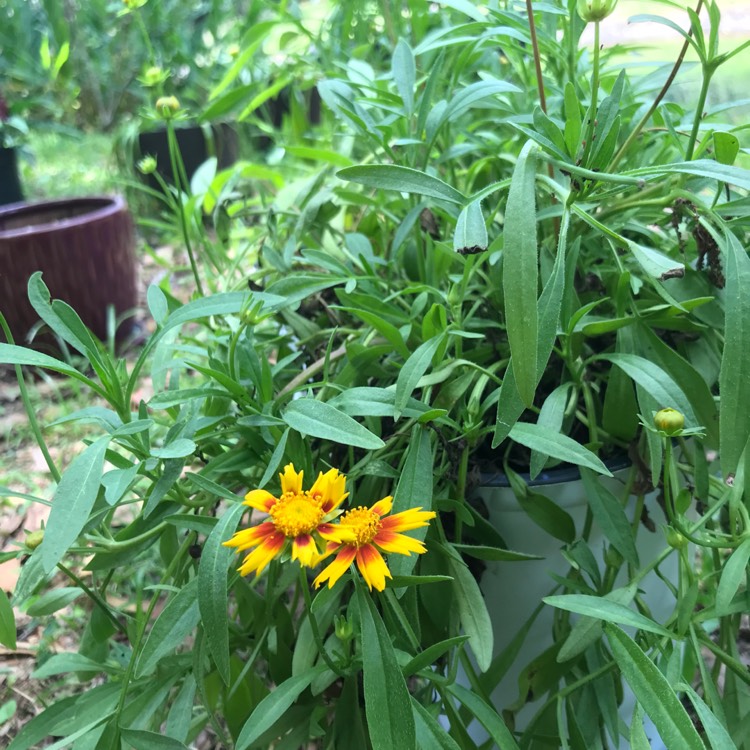 plant image 1016677