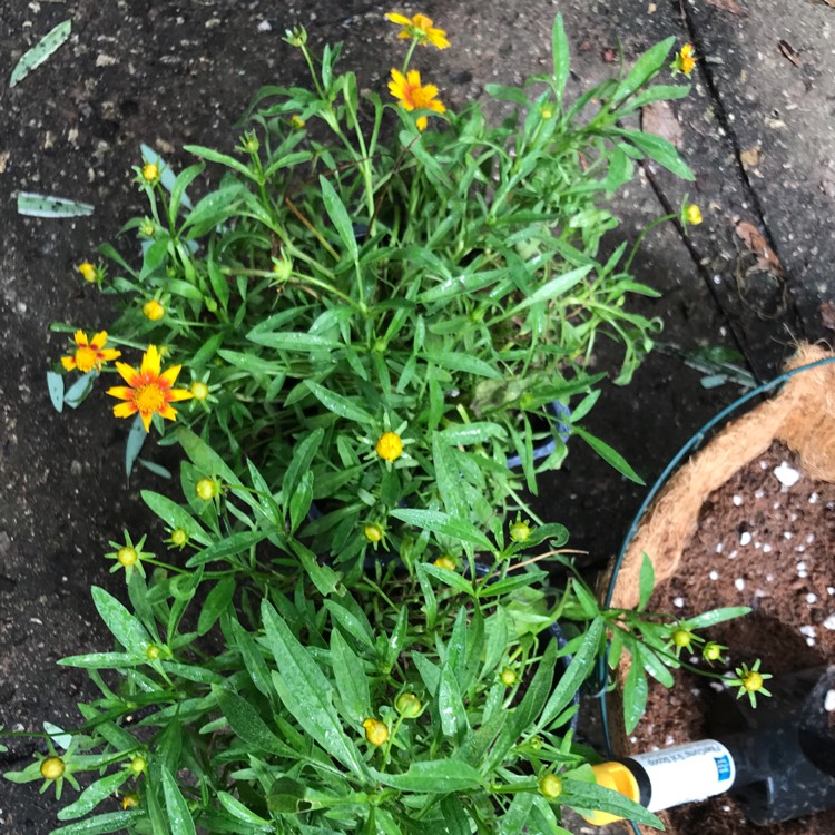 plant image 1018356