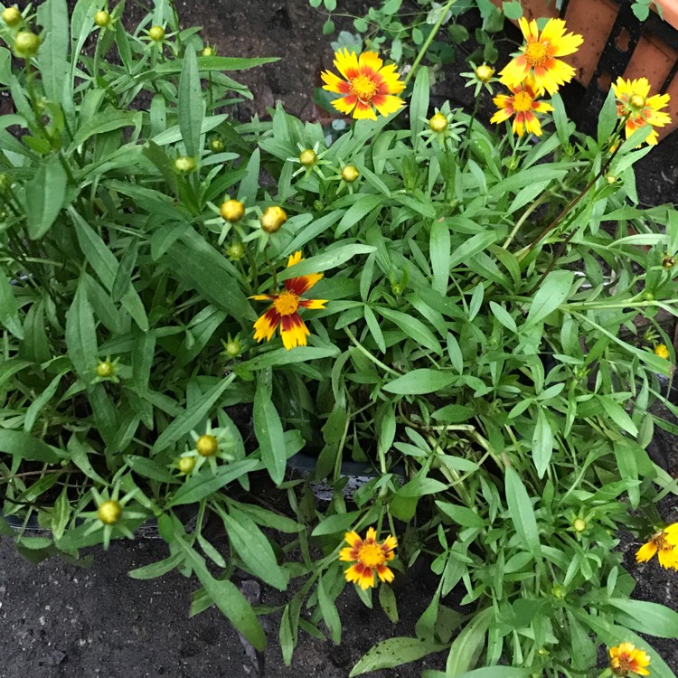 plant image 1019199