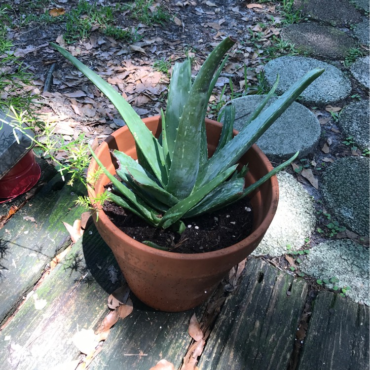 plant image 1031208