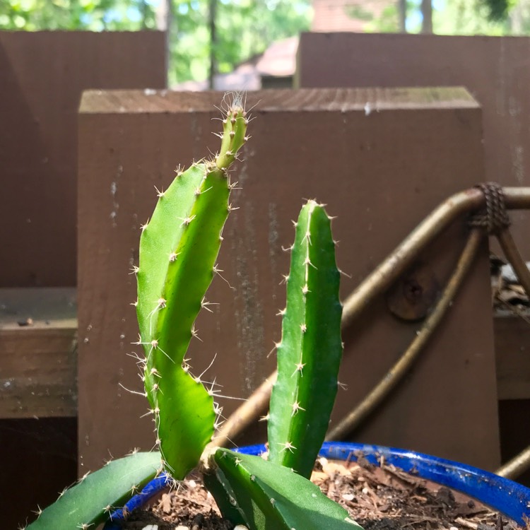 Plant image Hylocereus undatus