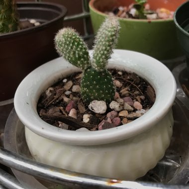 Opuntia microdasys var. albispina