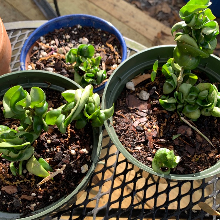 Plant image Hoya carnosa 'Compacta'