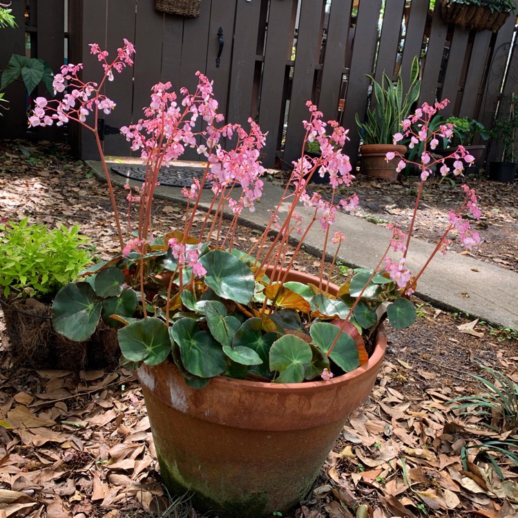 plant image 1243806 plant image 1243806