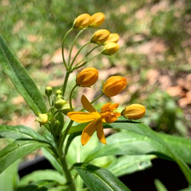 Asclepias curassavica
