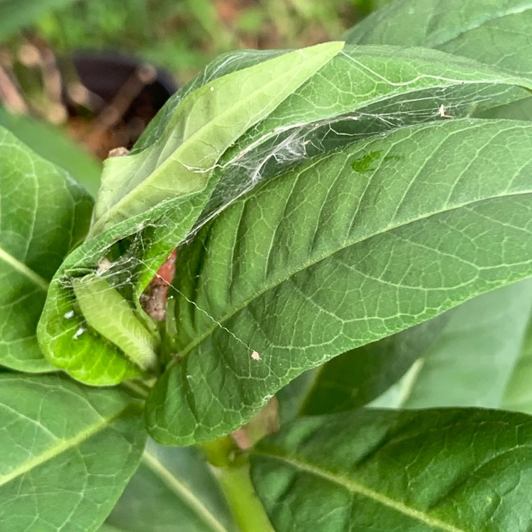 plant image 1361695