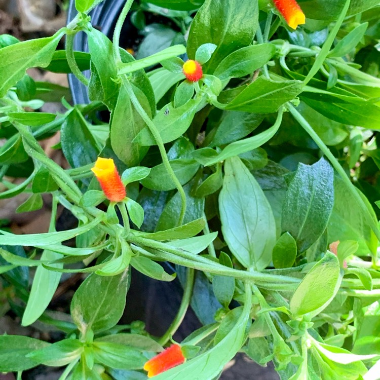 plant image 1485738 plant image 1485738