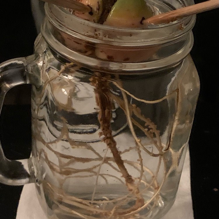 plant image 1694017