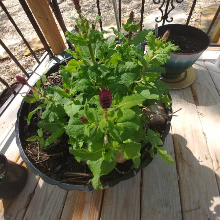 plant image 1274553