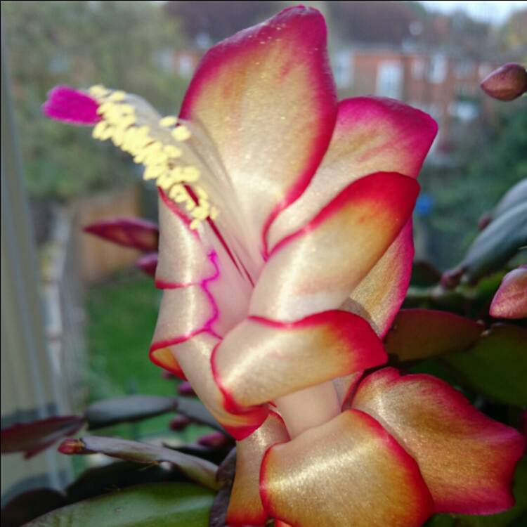 Plant image Schlumbergera truncata Rio Brazil
