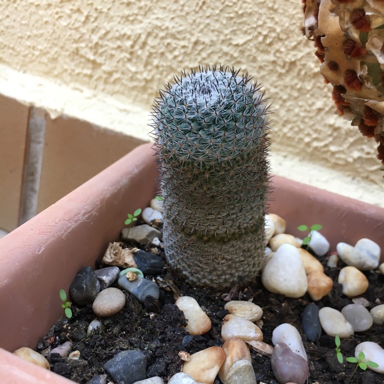 Plant image Mammillaria spinosissima