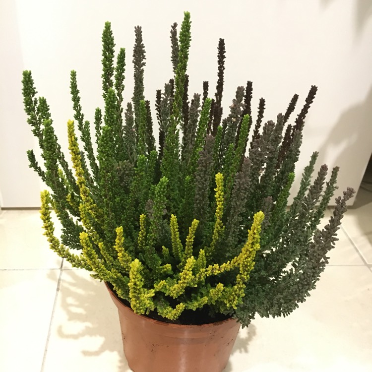 Plant image Calluna vulgaris (Garden Girls Series)