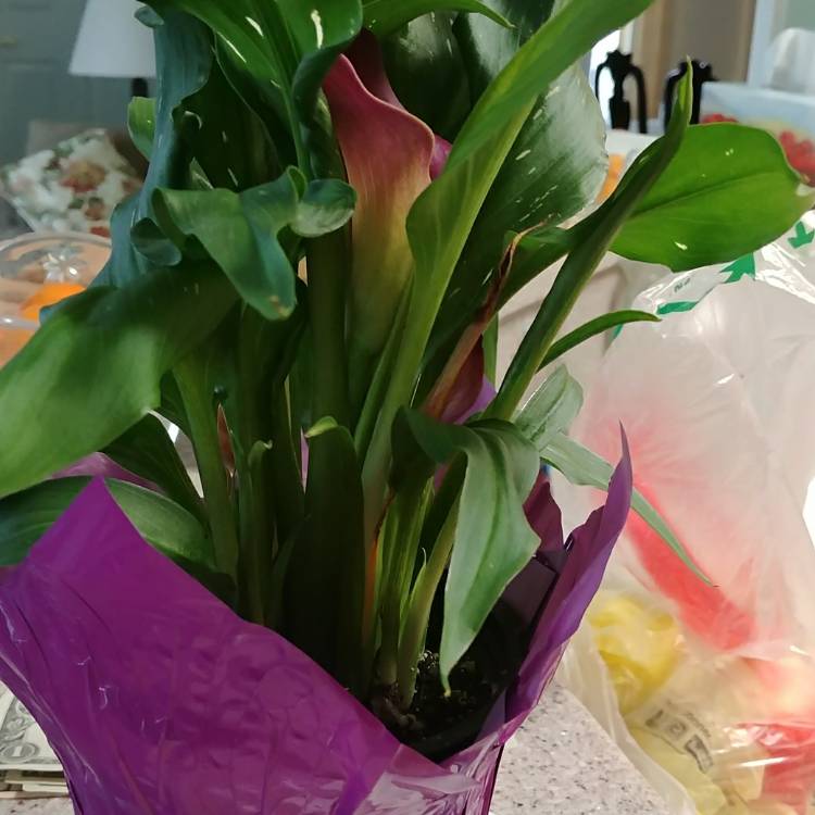 Plant image Zantedeschia 'Coastal Purple'