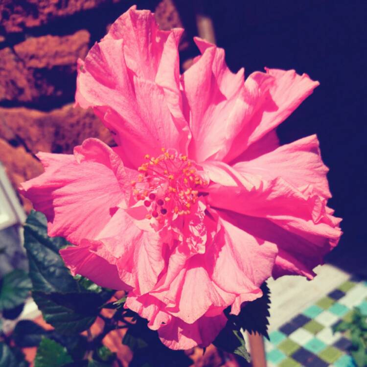 plant image 568074