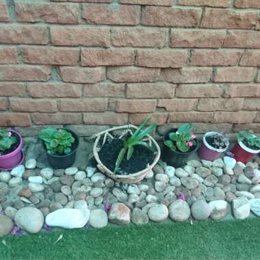 Lari's garden