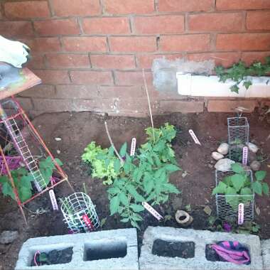Lari's garden