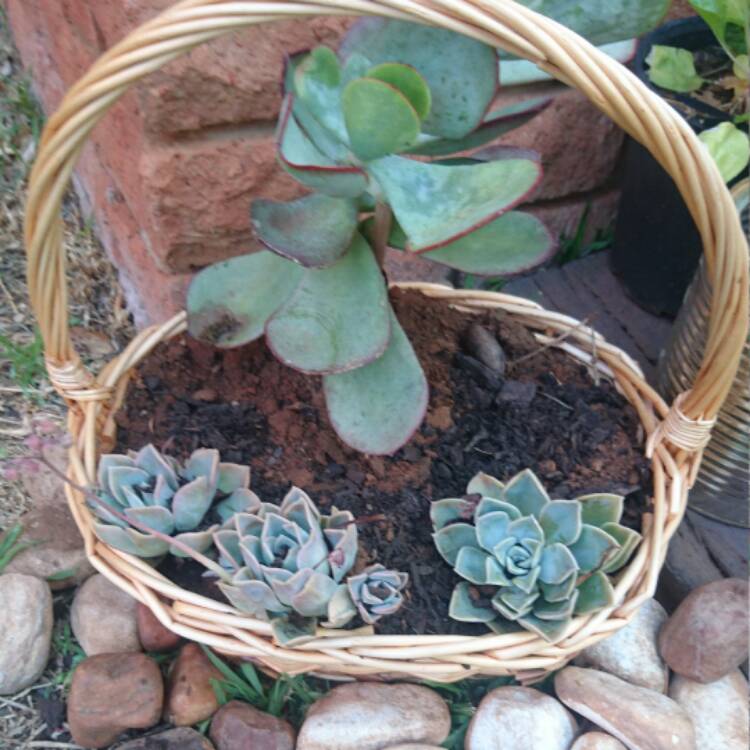 Plant image Kalanchoe Thyrsiflora
