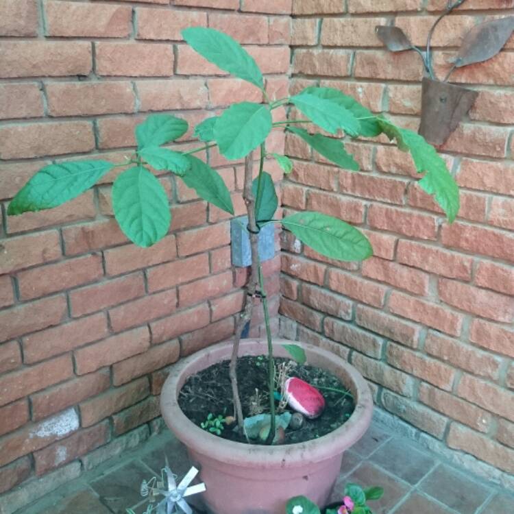 plant image 568133