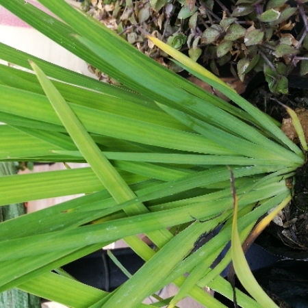 Plant image Aristea ecklonii
