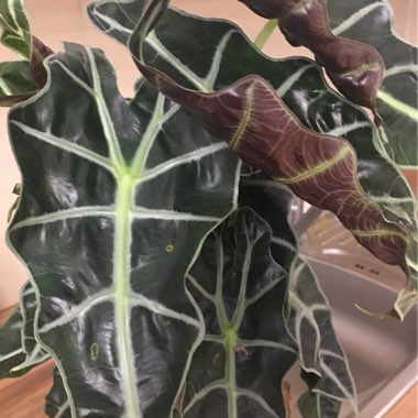 Alocasia x amazonica 'Polly'