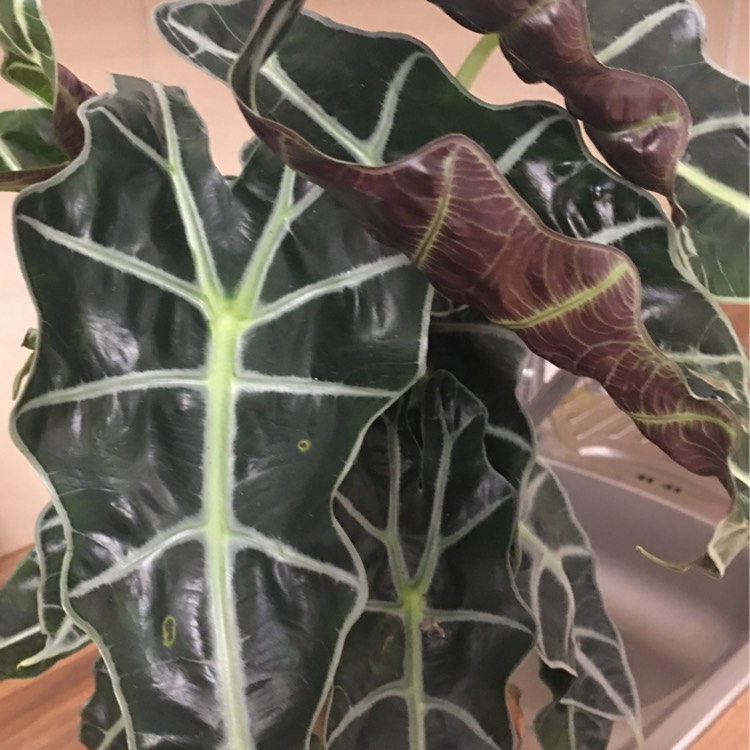plant image 1187976