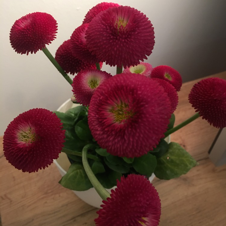 Plant image Bellis Perennis 'Romi Red'