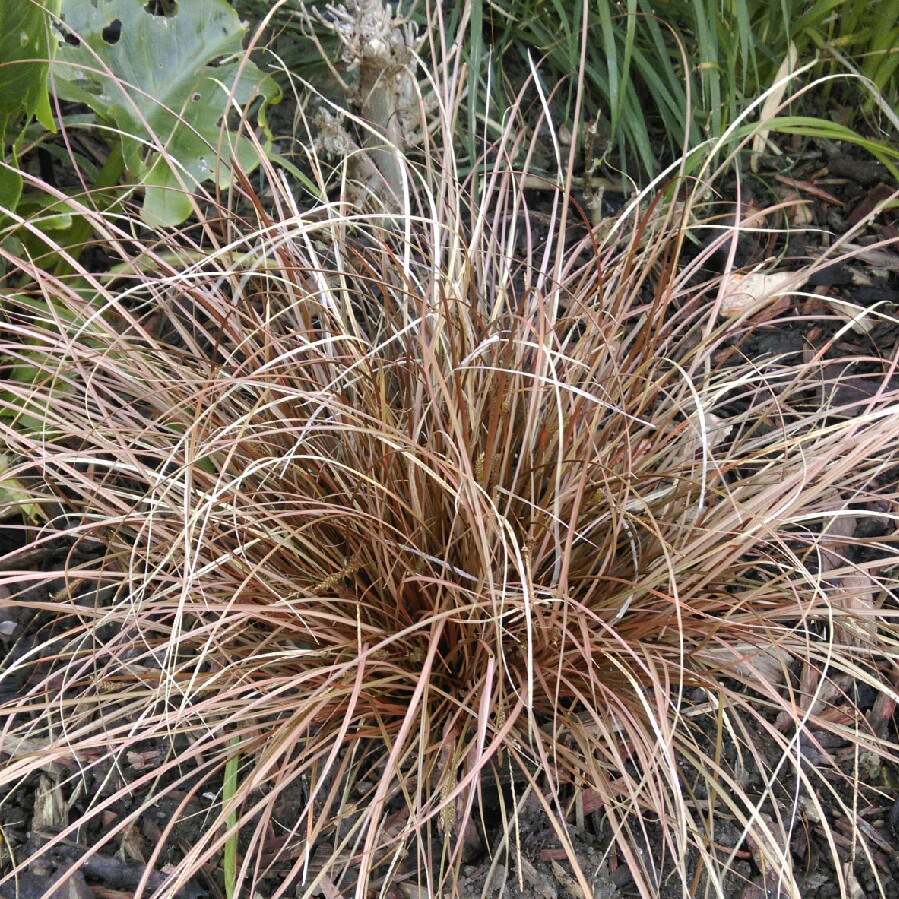 Silver Grass