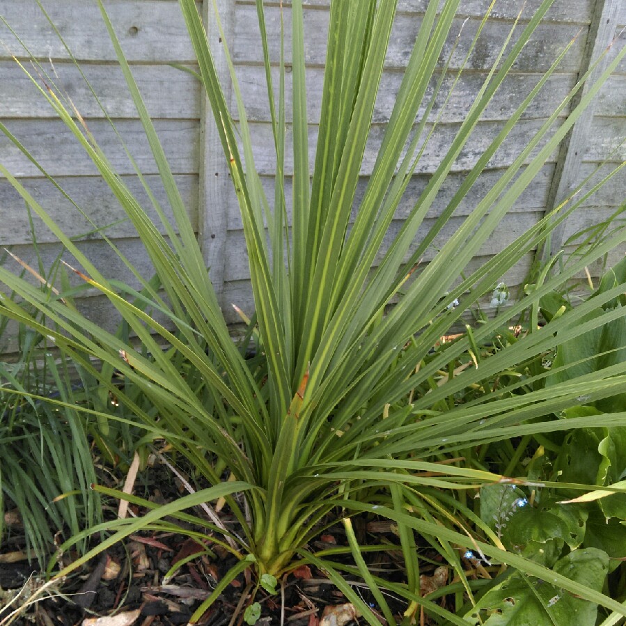 Charlotte's garden