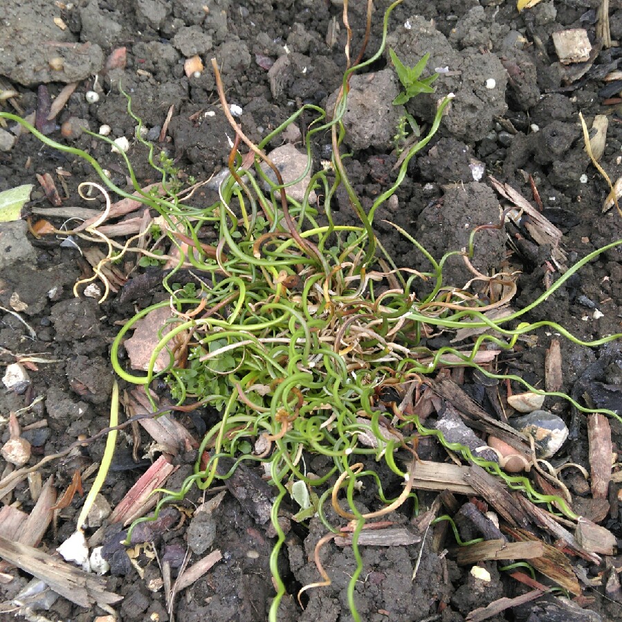 plant image 95182