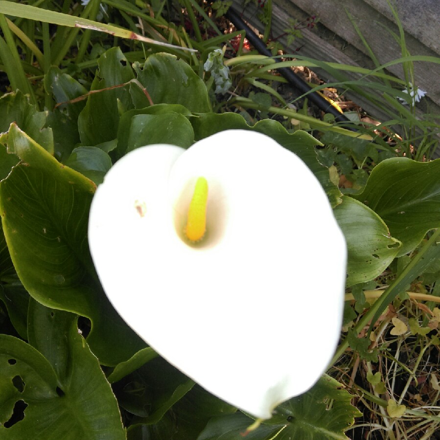 Calla Lily