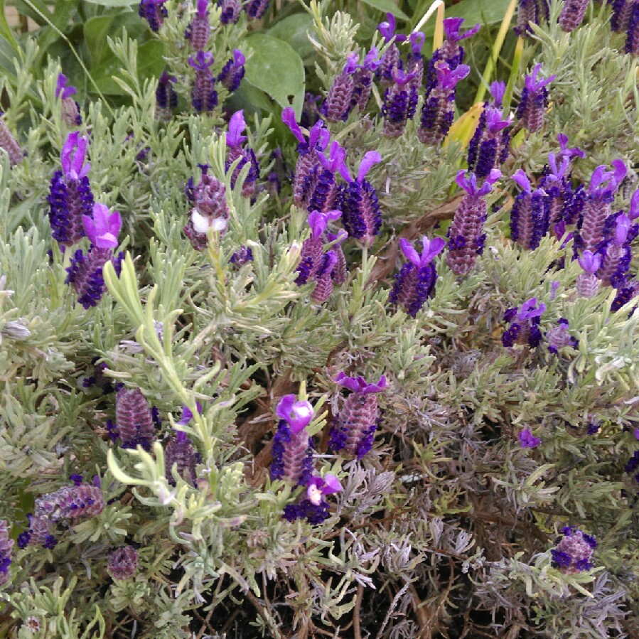 Lavender (Species) Lavender stoechas