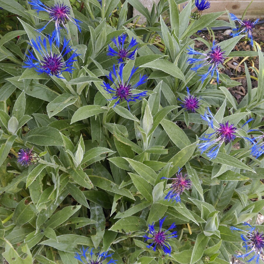 Charlotte's garden