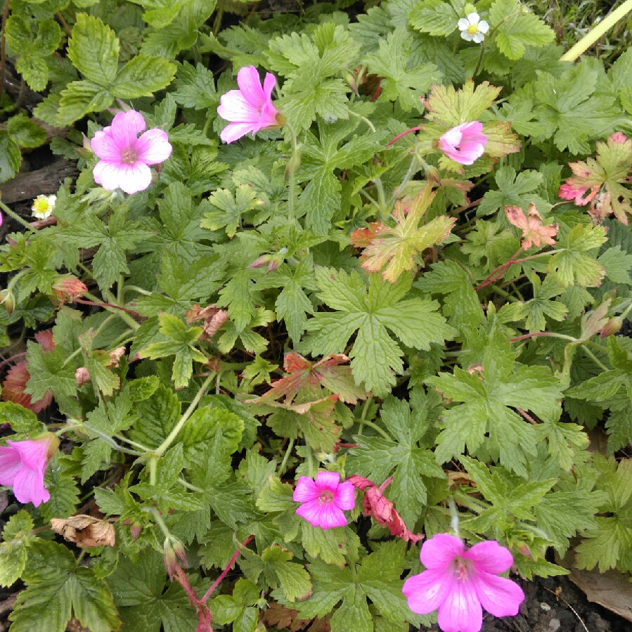 Geranium 'Khan'