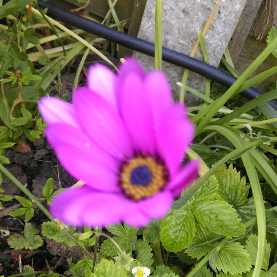 Plant image Dimorphotheca pluvialis