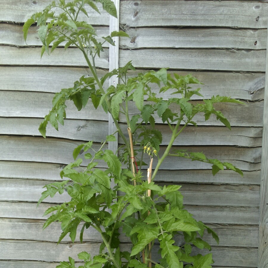 Tomato