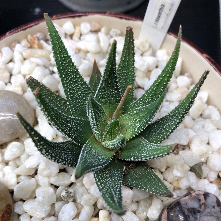 Plant image Haworthiopsis attenuata var. radula syn. Haworthia attenuata var. radula, Haworthia radula