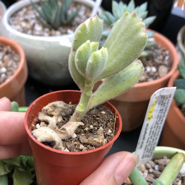 Cotyledon tomentosa Variegata