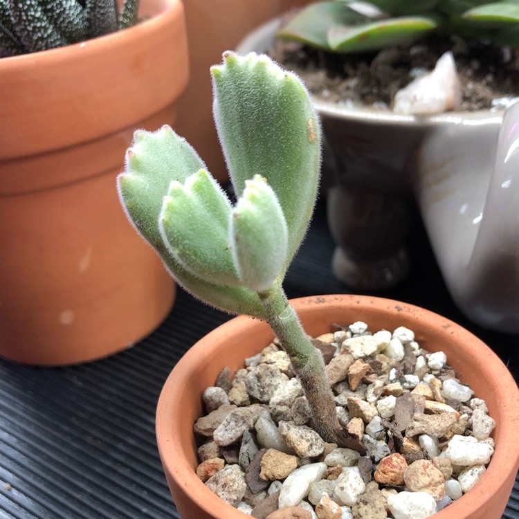 plant image 1115436