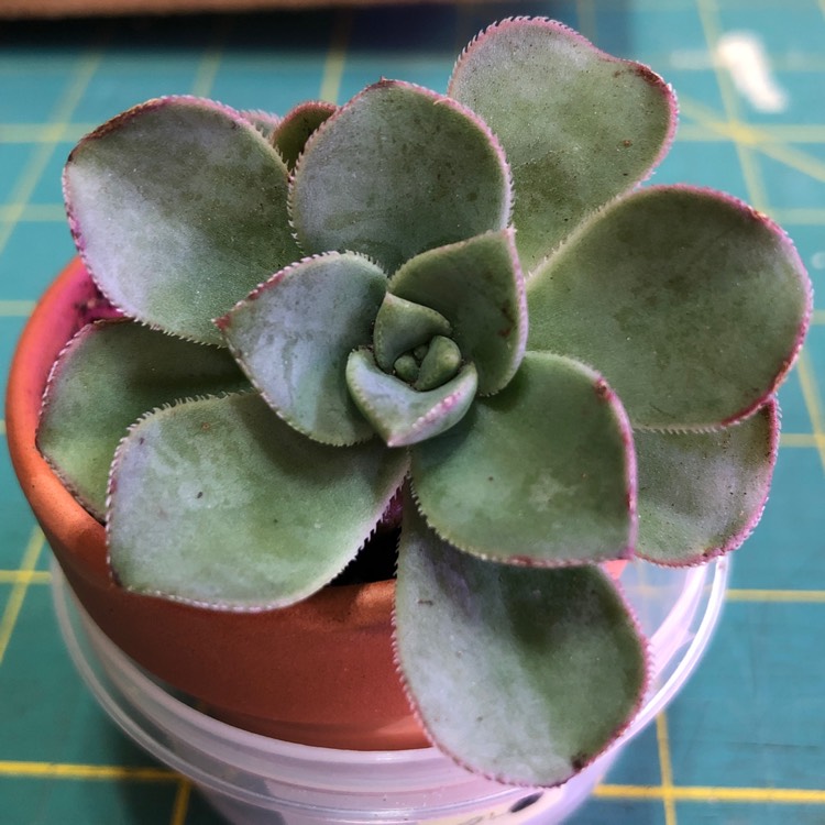 plant image 1136822
