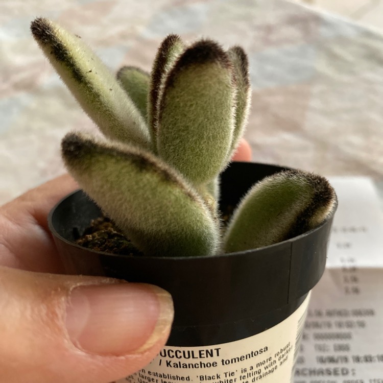 Plant image Kalanchoe tomentosa 'Black Tie'
